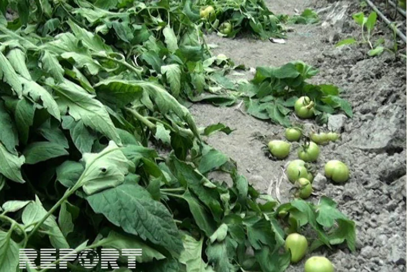 Azərbaycan Rusiyaya pomidor ixracını 56% artırıb