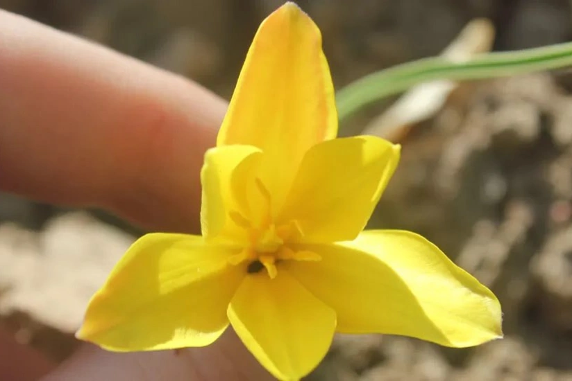 Британские ученые нашли в Кыргызстане новый вид тюльпанов