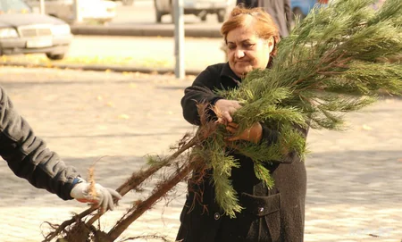 Gəncədə “Hər ailə ağac əksin” aksiyası keçirilib - VİDEO - FOTO - YENİLƏNİB