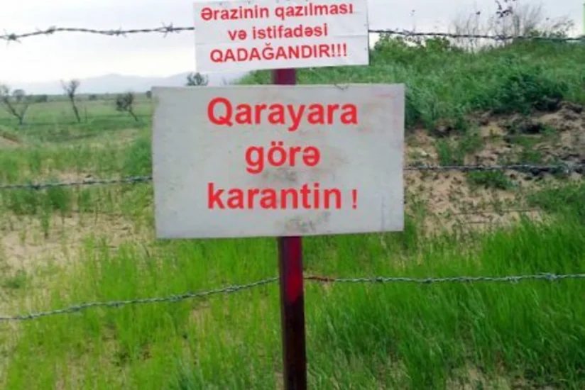 Azərbaycanda qarayara xəstəliyinə qarşı aparılan peyvəndləmələr başa çatıb