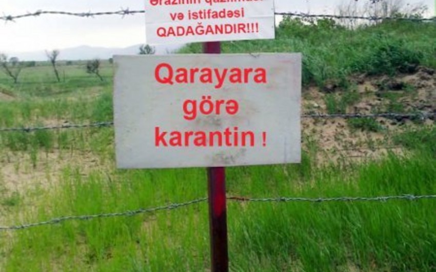 Azərbaycanda qarayara xəstəliyinə qarşı aparılan peyvəndləmələr başa çatıb