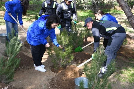 Bakı Şəhər İcra Hakimiyyəti ağacəkmə aksiyası keçirib