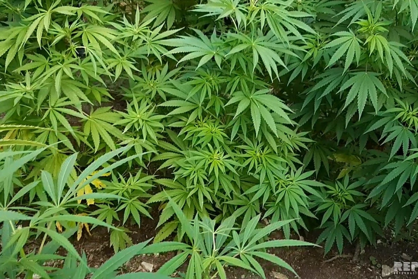 Yabanı halda bitmiş çətənə kolları məhv edilib