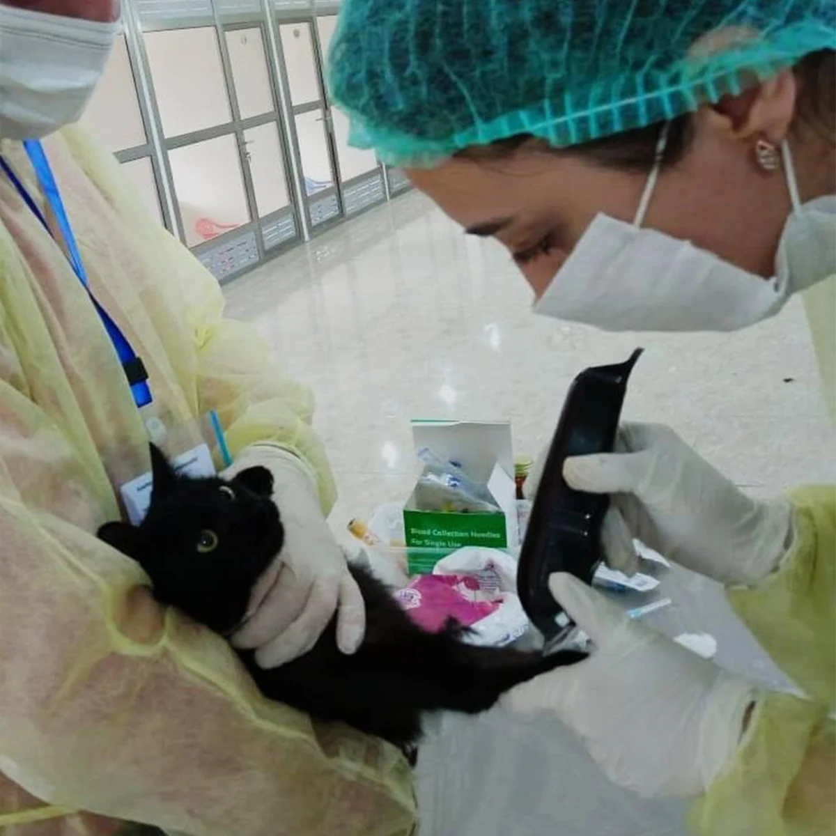 Azerbaijan to study COVID-19 spread among animals