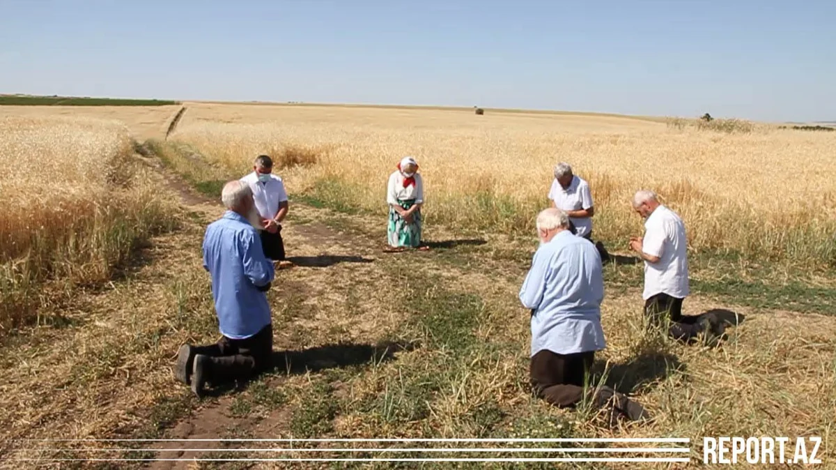 Интересная традиция в единственном колхозе Азербайджана - ВИДЕО