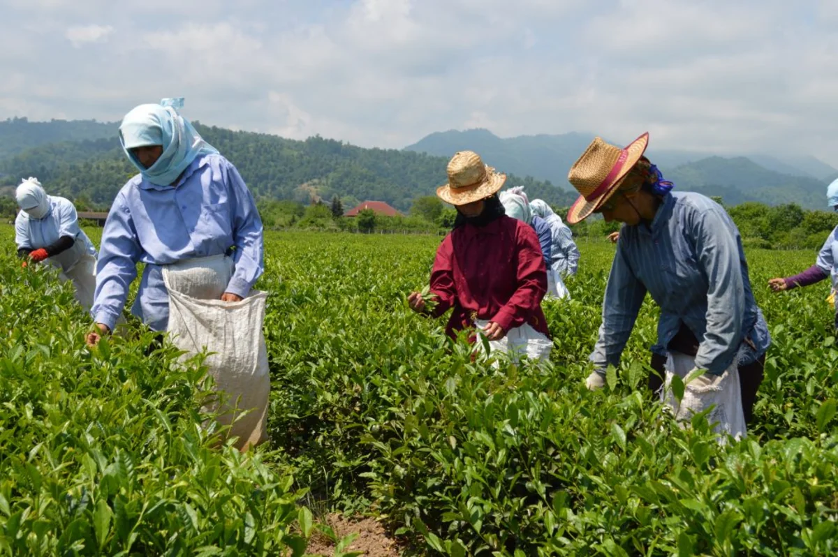 Azərbaycanda çayçılıq: Mövcud vəziyyət, problemlər, perspektivlər