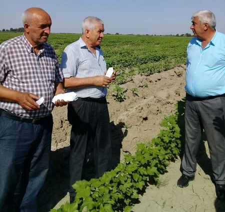 Pambıq sovkasına qarşı bioloji mübarizə tədbirlərinə başlanılıb