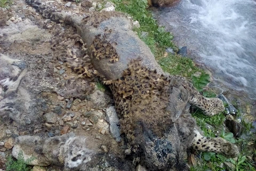 Ordubad dağlarında bəbir cəsədi aşkarlanıb