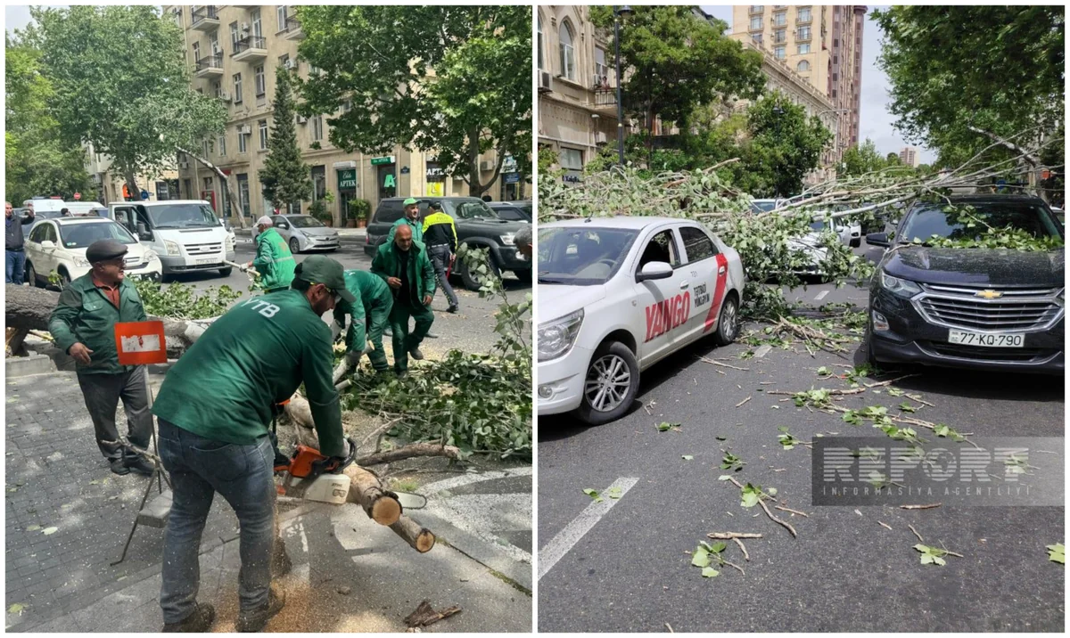 Güclü küləyin aşırdığı ağac götürülüb, yolda hərəkət bərpa olunub -  YENİLƏNİB -VİDEO