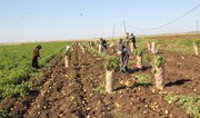 Cəlilabadda yığılan kartofun yarıdan çoxu xaricə ixrac olunub