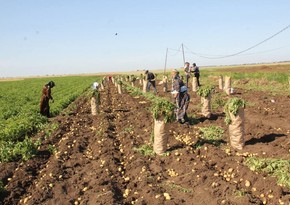 Cəlilabadda yığılan kartofun yarıdan çoxu xaricə ixrac olunub