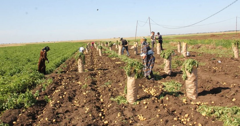 Cəlilabadda yığılan kartofun yarıdan çoxu xaricə ixrac olunub