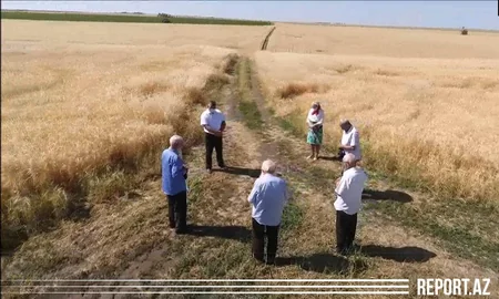 Интересная традиция в единственном колхозе Азербайджана - ВИДЕО