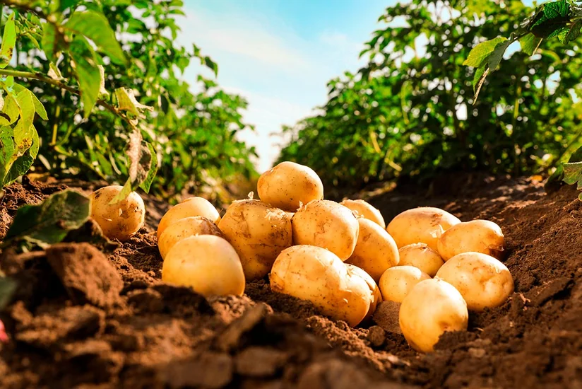 Azərbaycan kartof ixracını 3 dəfədən çox artırıb