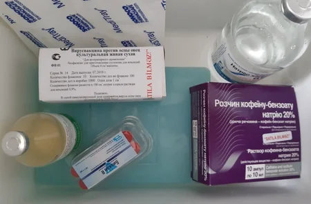 Gəncədə heyvanlar arasında iti yoluxucu xəstəliklərə qarşı profilaktik tədbirlər aparılır