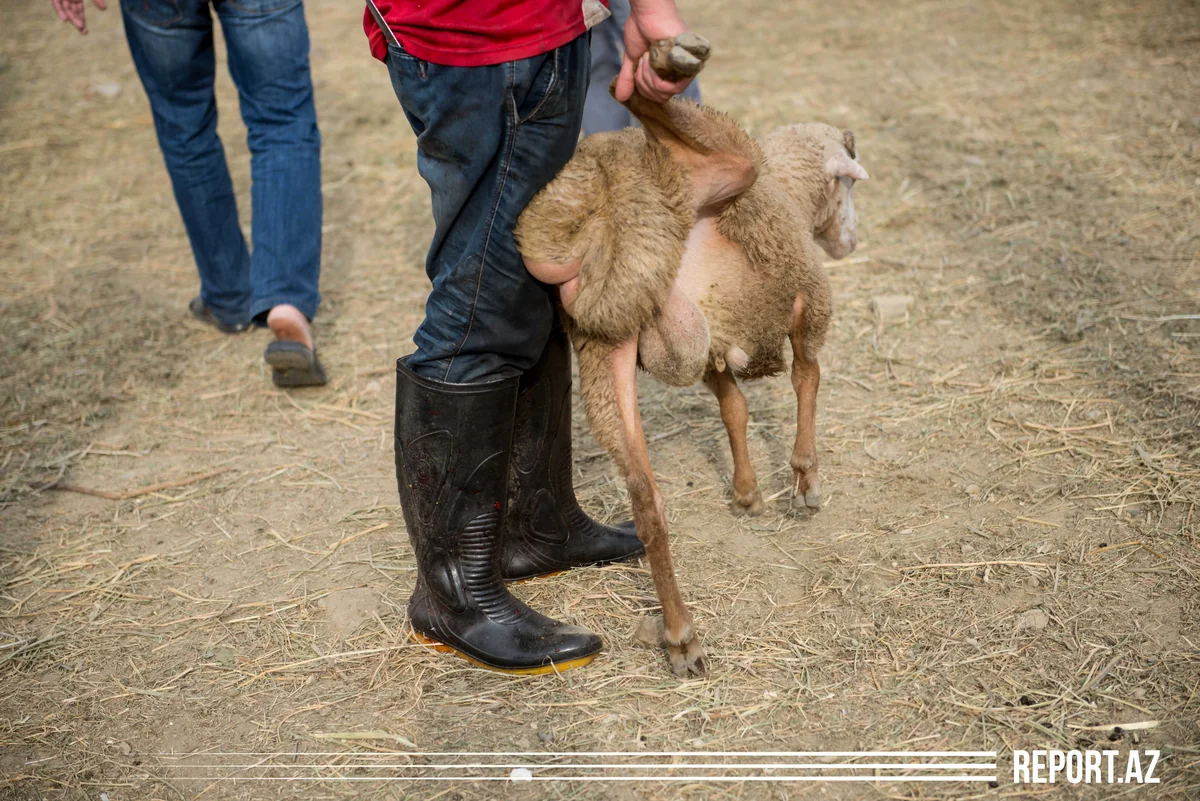 Qaxda qoyun oğrusu saxlanıldı