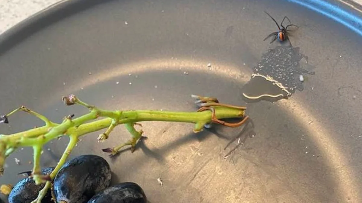 Poisonous spiders found in grapes bought at 2 different stores in Australia