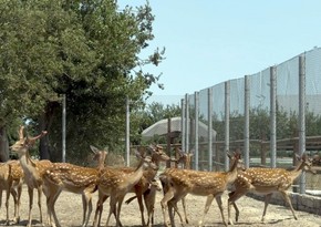 Buzovnada qanunsuz saxlanılan heyvanlar zooparka təhvil verilib