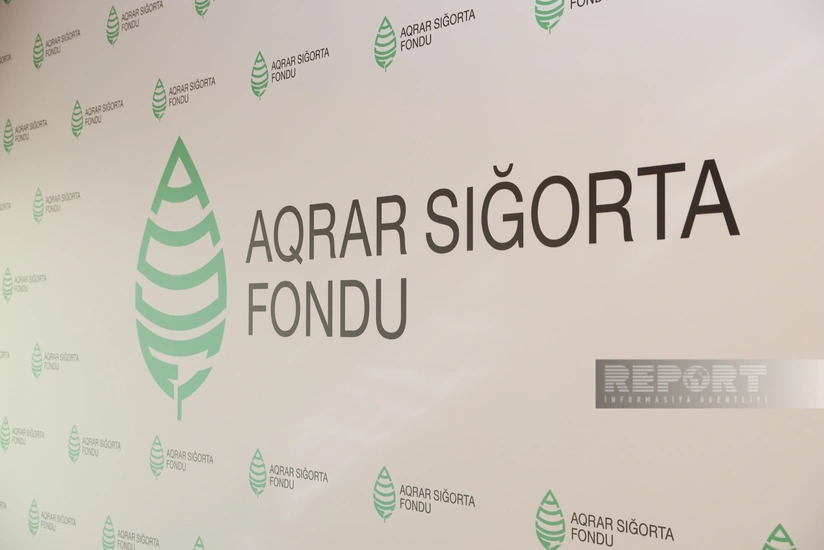 ASF: Fermerlər üzüm sahələrinə görə 168 min manat sığorta ödənişi alıb