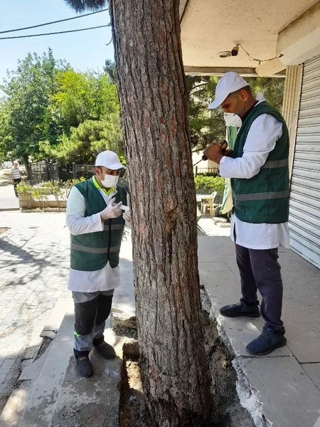 Bakının müxtəlif ərazilərindəki zeytun ağaclarında naməlum bakterial xəstəlik aşkarlanıb