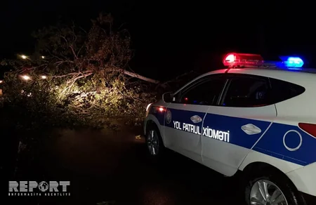 Göyçayda böyük qovaq ağacı magistral yola aşıb - FOTO