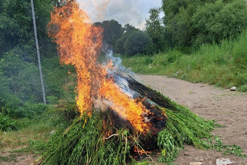 Laçında yabanı halda bitən çətənə bitkiləri yandırılıb