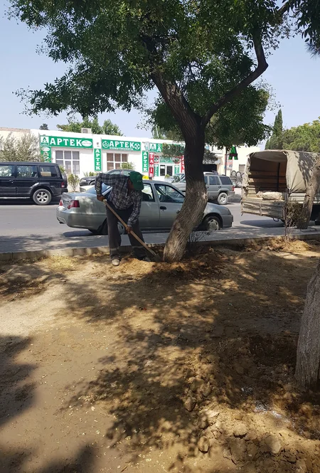 ETSN Yasamalda dibinə maddə tökülən ağacları himayəyə götürüb