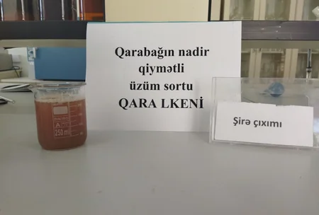 Qarabağın nadir üzüm sortları yenidən çoxaldılır