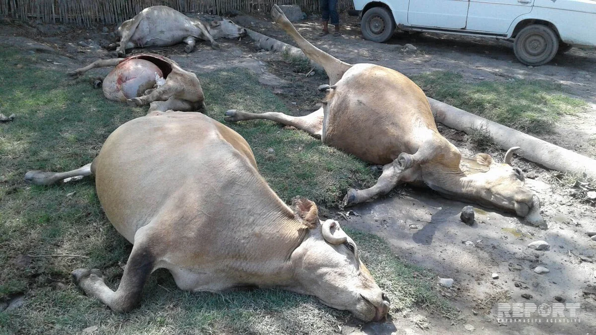 Ağdaşda dərmandan tələf olmuş heyvanlar küçənin ortasında qalıb - FOTO