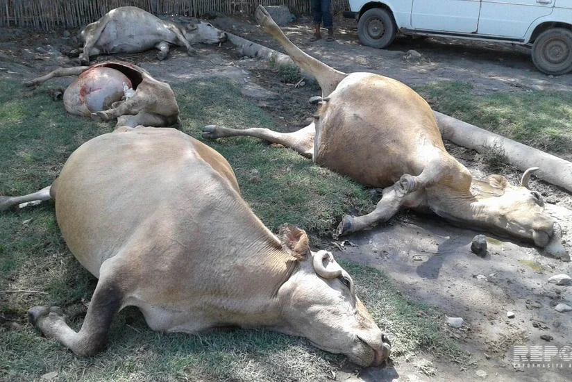 Ağdaşda dərmandan tələf olmuş heyvanlar küçənin ortasında qalıb - FOTO
