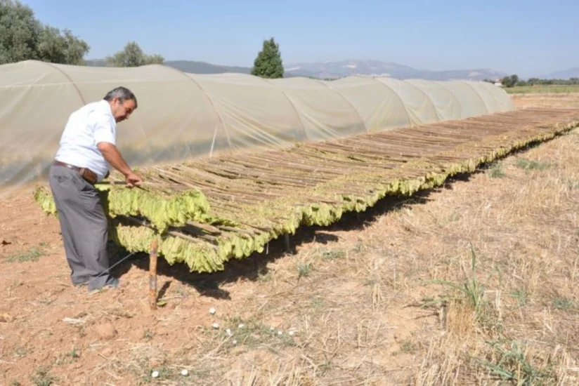 Azərbaycanda tütünçülüyün inkişafına dair təkliflər hazırlanıb
