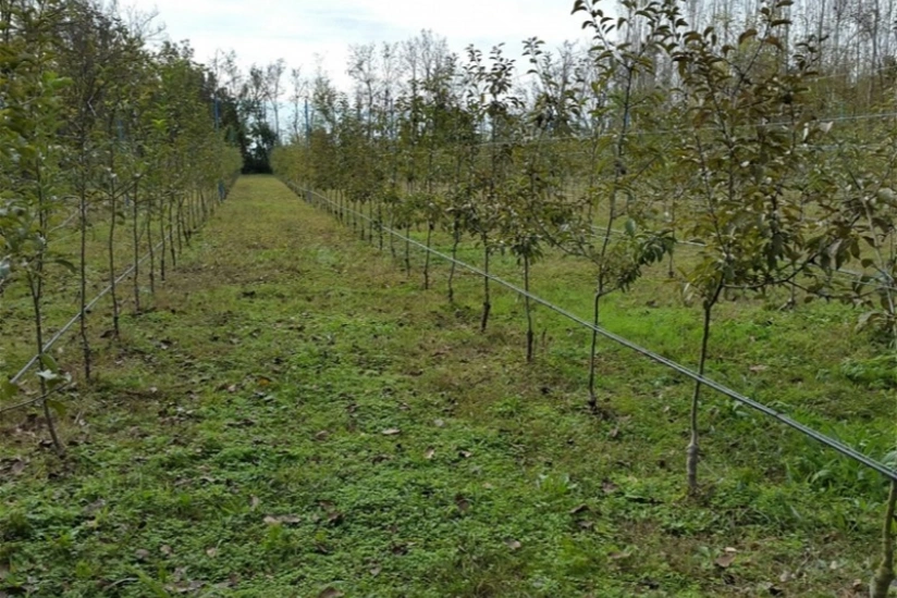 Biləsuvarda bu il yeni salınan meyvə bağlarının sahəsi artırılıb