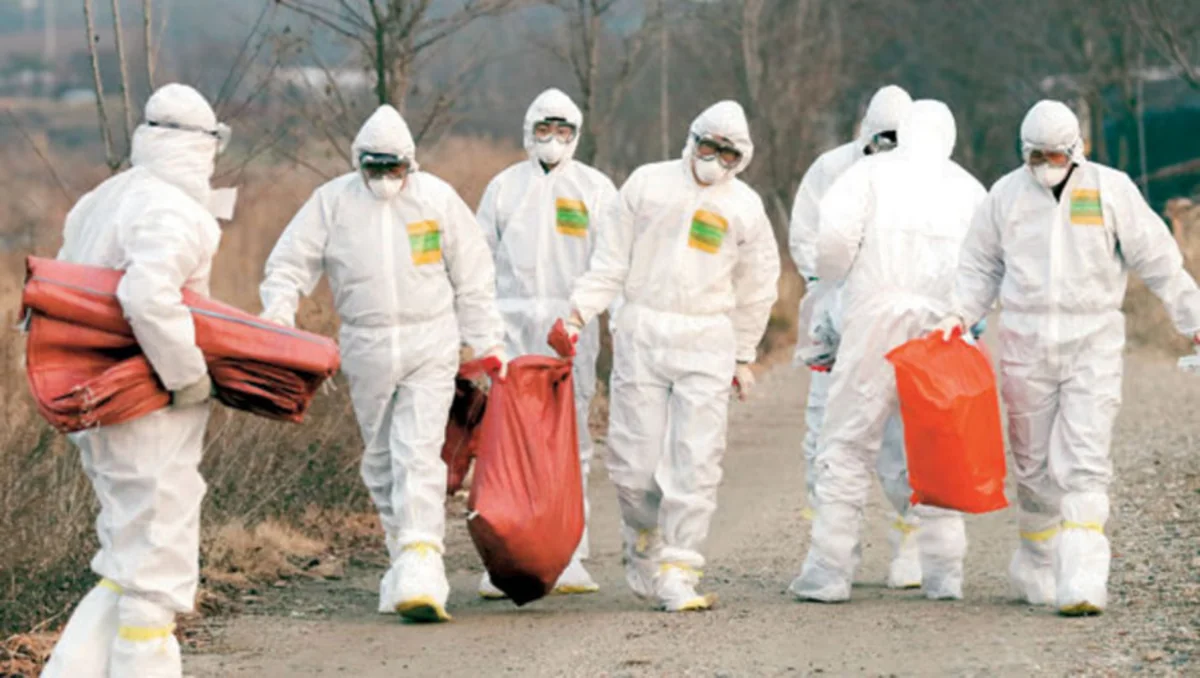 Fransanın şimalında quş qripi ocağı aşkarlanıb