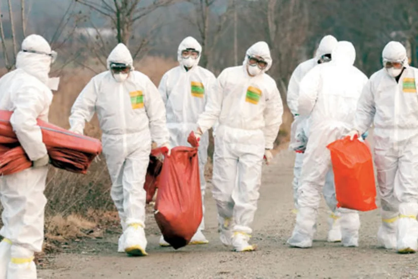 На севере Франции зарегистрировали очаг вируса птичьего гриппа