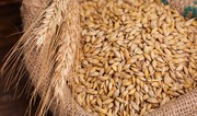 Kazakhstan’s grain exports to Azerbaijan skyrocket