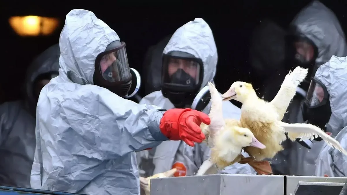 Украина сообщила о вспышке птичьего гриппа