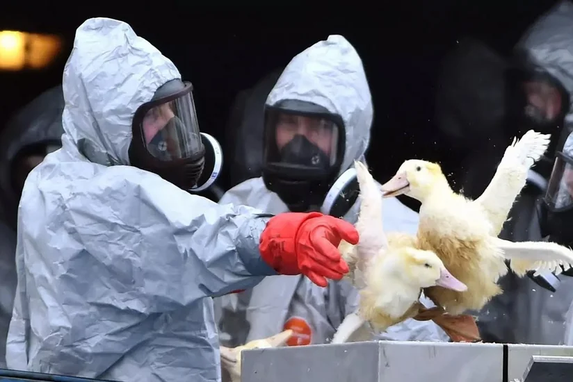 Украина сообщила о вспышке птичьего гриппа