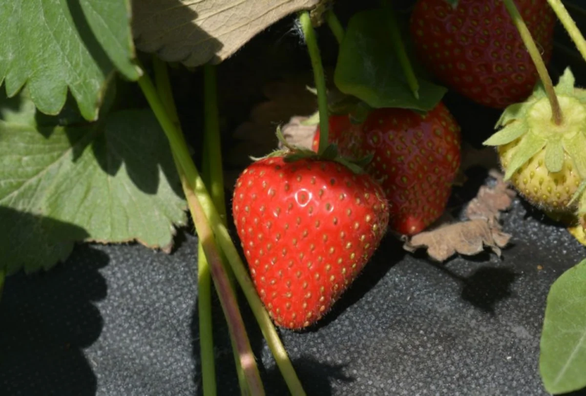 Qubada İngiltərə sortu çiyələyi əkilir