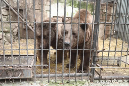 Altıağacda qonur ayılar peyvəndlənib