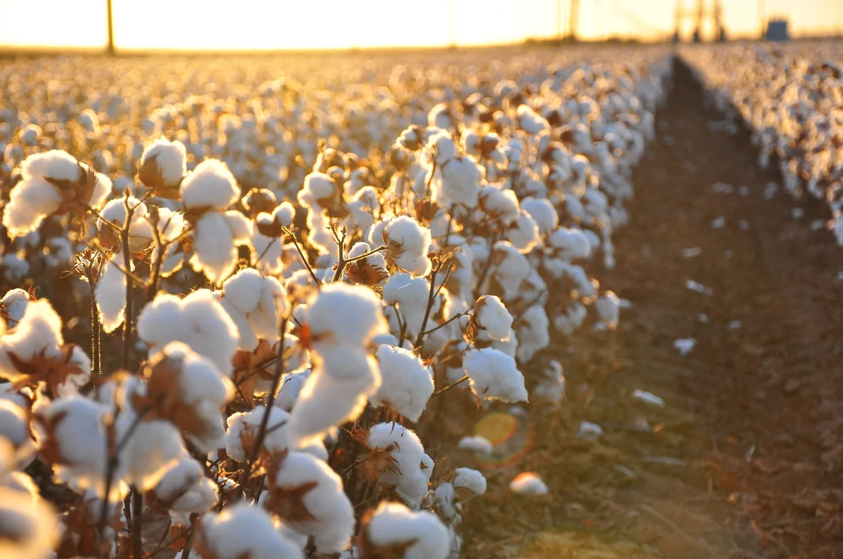 Azerbaijan increases purchase price of cotton