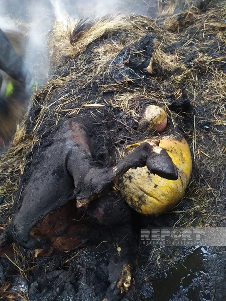 Şabranda tövlə yanıb, mal-qara və ev quşları tələf olub