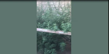 Polis Mingəçevirdə əməliyyat keçirdi