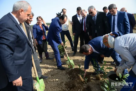 Lənkəranda yeni çay plantasiyası salınıb - FOTO