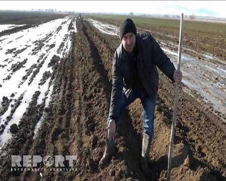 Goranboyun taxıl sahələrinə gəmiricilər daraşıb - FOTO