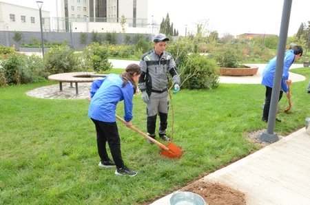 Bakının mərkəzində mövsümi ağaclar əkilir