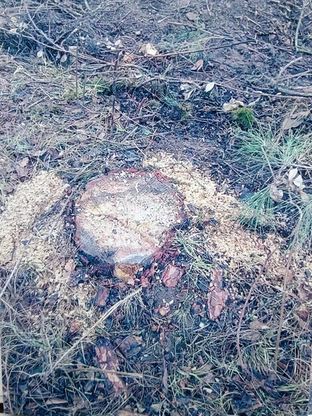 Lənkəranda qanunsuz olaraq 30 ağac kəsilib