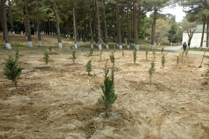 Sumqayıtda park direktoru ağaclara görə cərimələndi