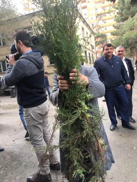 Bakıda yeni yaşıllıqların salınması məqsədilə vətəndaşlara pulsuz tinglər paylanılıb