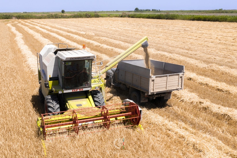FAO qlobal taxıl yığımı proqnozunu 25% azaldıb