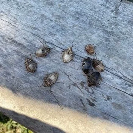 Qəhvəyi mərmər bağacığının Azərbaycanda yayılmaması üçün sərhəddə avtomobillər dezinseksiya edilir